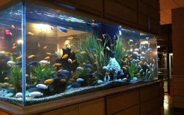 Hướng Đặt Bể Cá Phong Thủy Cho Người Mệnh Thủy: Vị Trí, Hướng & Lưu Ý Rước Tài Lộc