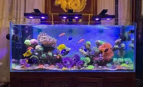 Hướng Đặt Bể Cá Phong Thủy Cho Người Mệnh Thủy: Vị Trí, Hướng & Lưu Ý Rước Tài Lộc