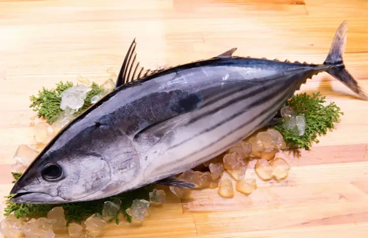Katsuo Là Cá Gì? Khám Phá Đặc Điểm Và Ứng Dụng Của Cá Ngừ Vằn Nhật Bản