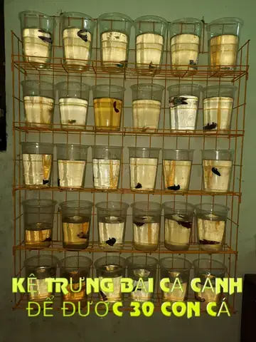 Kệ Để Cá Betta: Hướng Dẫn Chọn, Tự Làm Và Địa Chỉ Mua Giá Tốt