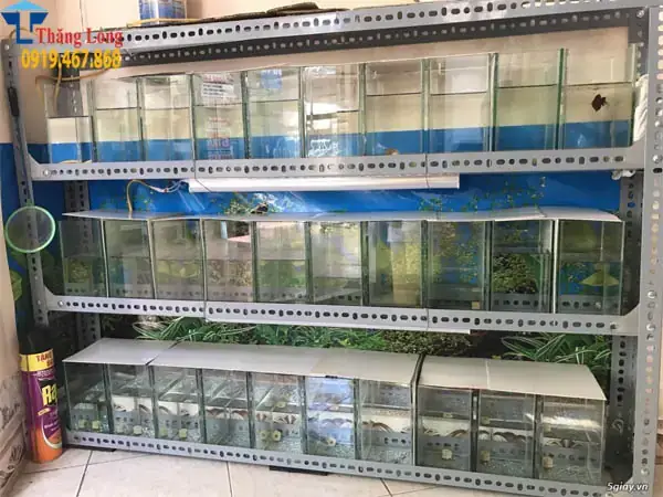 Tự Làm Kệ Nuôi Cá Betta: Hướng Dẫn Chi Tiết & Mẫu Đẹp
