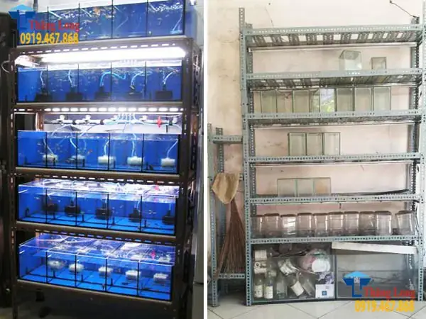 Tự Làm Kệ Nuôi Cá Betta: Hướng Dẫn Chi Tiết & Mẫu Đẹp
