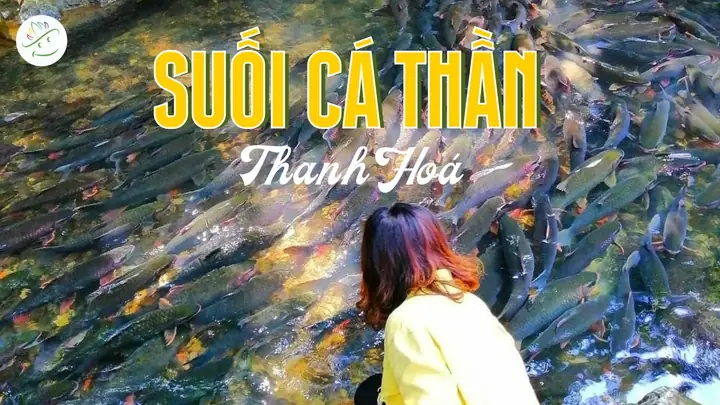 Khám Phá Suối Cá Thần Thanh Hóa: Huyền Thoại Và Điểm Đến Hấp Dẫn