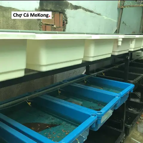 Khay Nhựa Nuôi Cá Bảy Màu: Hướng Dẫn Chọn Mua & Sử Dụng Chi Tiết