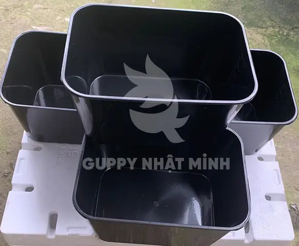 Khay Nhựa Nuôi Cá Bảy Màu: Hướng Dẫn Chọn Mua & Sử Dụng Chi Tiết
