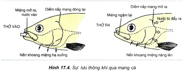 Khi Cá Thở Vào, Diễn Biến Nào Dưới Đây Đúng? Giải Thích Chi Tiết