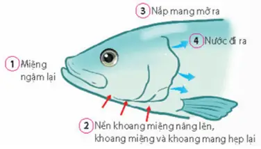 Khi Cá Thở Vào, Diễn Biến Nào Dưới Đây Đúng? Giải Thích Chi Tiết