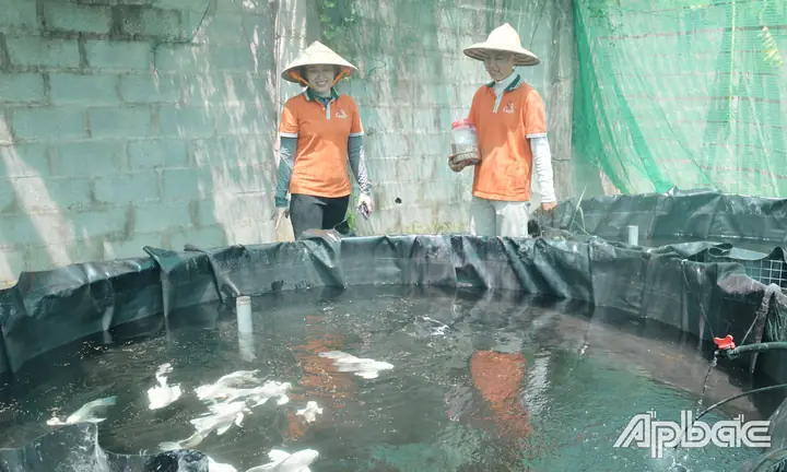 Khởi Nghiệp Nuôi Cá Cảnh: Hướng Dẫn Toàn Diện Từ A-z Cho Người Mới Bắt Đầu