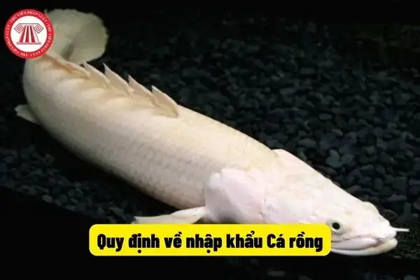 Hướng Dẫn Chi Tiết Cách Kiểm Tra Mã Chip Cá Rồng Chuẩn Xác
