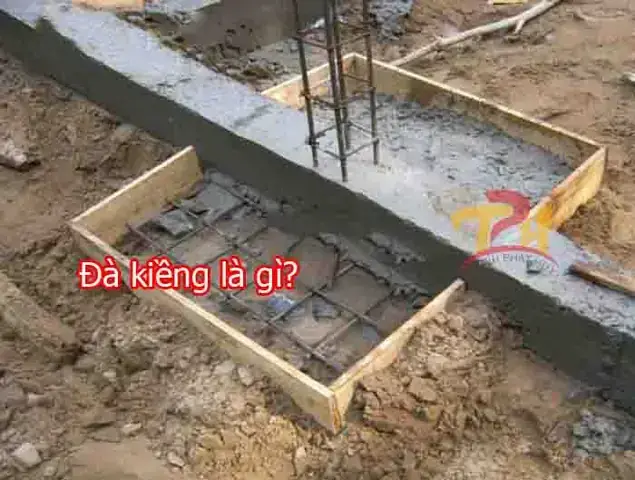 Kiềng Hồ Cá Là Gì? Vai Trò, Lợi Ích Và Lưu Ý Khi Sử Dụng