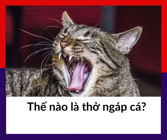Thở Ngáp Cá (agonal Breathing): Dấu Hiệu, Nguyên Nhân Và Cách Xử Trí Khẩn Cấp