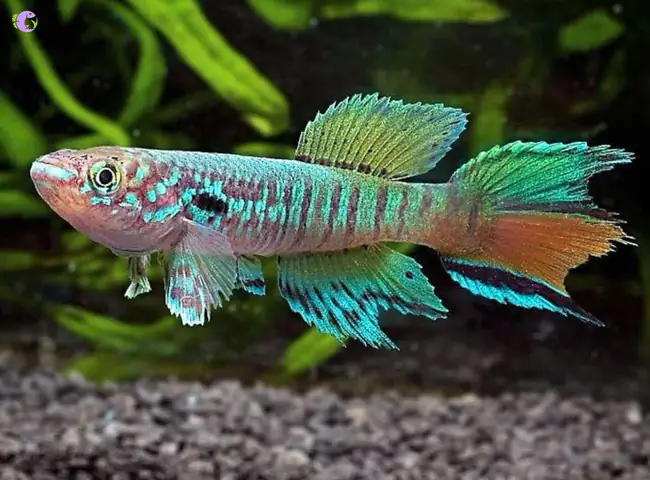 Killifish Là Cá Gì? Khám Phá Thế Giới Đa Dạng Của Loài Cá Đẻ Trứng Độc Đáo