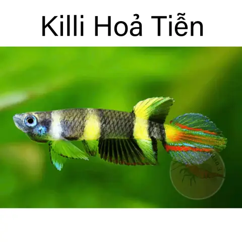 Killifish Là Cá Gì? Khám Phá Thế Giới Đa Dạng Của Loài Cá Đẻ Trứng Độc Đáo