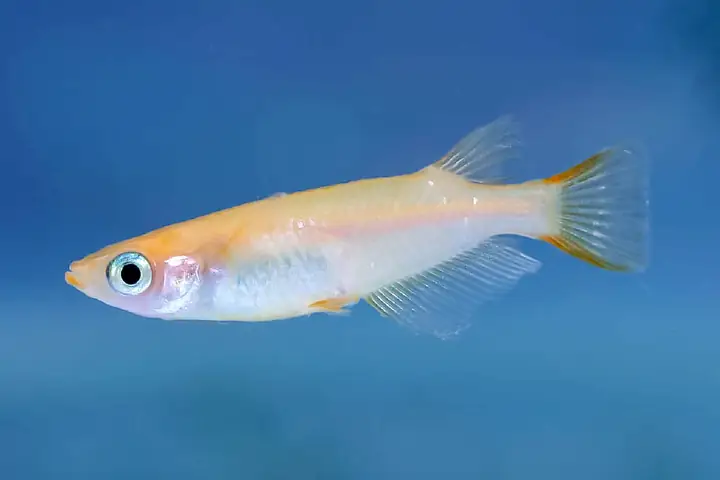 Killifish Là Cá Gì? Khám Phá Thế Giới Đa Dạng Của Loài Cá Đẻ Trứng Độc Đáo
