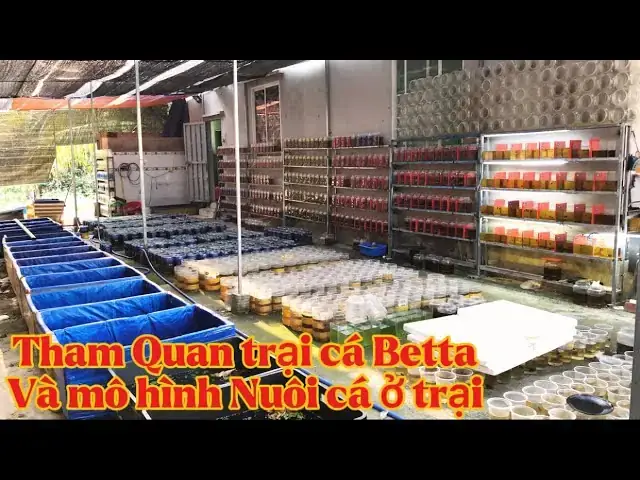 Kinh Doanh Cá Betta: Hướng Dẫn Chi Tiết Từ A-z Cho Người Mới Bắt Đầu & Bí Quyết Thành Công
