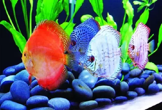 Kinh Nghiệm Nuôi Cá Đĩa Toàn Diện: Hướng Dẫn Chi Tiết Cho Người Mới Bắt Đầu