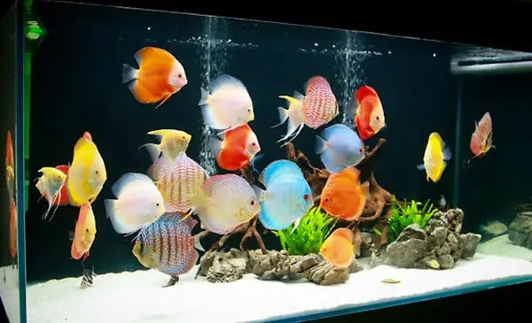 Kinh Nghiệm Nuôi Cá Đĩa Toàn Diện: Hướng Dẫn Chi Tiết Cho Người Mới Bắt Đầu