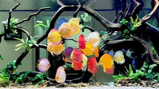 Kinh Nghiệm Nuôi Cá Đĩa Toàn Diện: Hướng Dẫn Chi Tiết Cho Người Mới Bắt Đầu