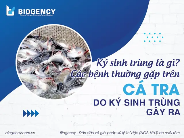 Bệnh Ký Sinh Trùng Trên Cá Tra: Nhận Biết, Phòng Ngừa Và Điều Trị Hiệu Quả