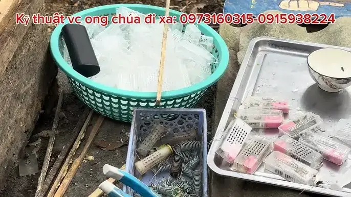 Hướng Dẫn Kỹ Thuật Ép Cá Betta Thành Công Cho Người Mới Bắt Đầu