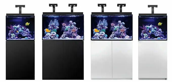 Hướng Dẫn Kỹ Thuật Nuôi Cá Cảnh Biển Chi Tiết Cho Người Mới Bắt Đầu