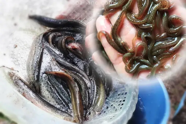 Kỹ Thuật Nuôi Cá Chạch Bùn Hiệu Quả Kinh Tế: Từ Ao Đất Đến Bể Lót Bạt