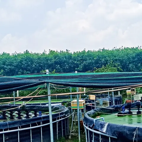 Hướng Dẫn Kỹ Thuật Nuôi Cá Chạch Lấu Trong Bể Lót Bạt Hiệu Quả Từ A-z