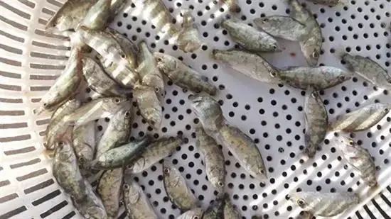 Kỹ Thuật Nuôi Cá Chẽm Trong Ao Đất Hiệu Quả: Hướng Dẫn Chi Tiết Từ A-z