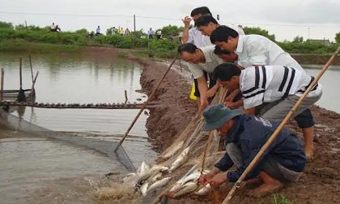 Kỹ Thuật Nuôi Cá Chẽm Trong Ao Đất Hiệu Quả: Hướng Dẫn Chi Tiết Từ A-z