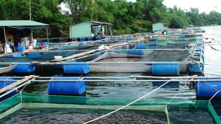 Kỹ Thuật Nuôi Cá Chẽm Trong Ao Đất Hiệu Quả: Hướng Dẫn Chi Tiết Từ A-z