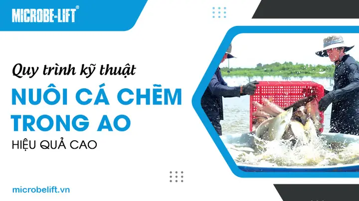 Kỹ Thuật Nuôi Cá Chẽm Trong Ao Đất Hiệu Quả: Hướng Dẫn Chi Tiết Từ A-z
