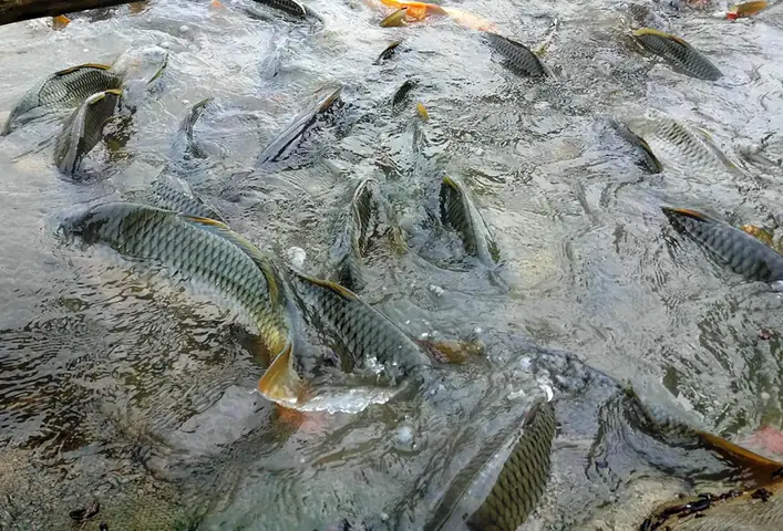 Kỹ Thuật Nuôi Cá Chép Nhật Chuẩn, Mau Lớn & Chất Lượng Cao