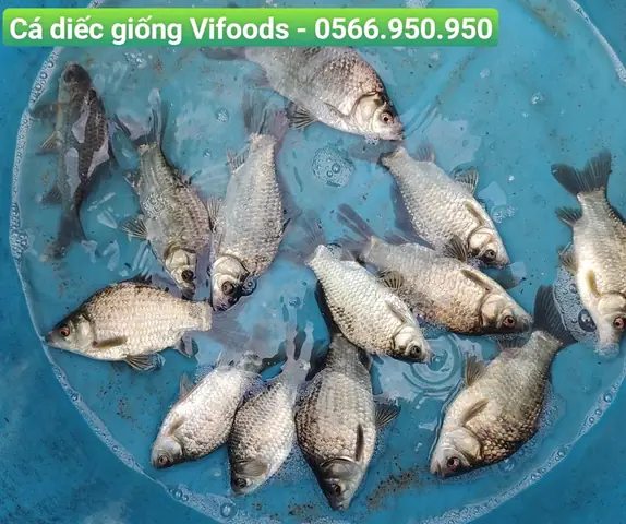 Hướng Dẫn Kỹ Thuật Nuôi Cá Diếc Thương Phẩm Hiệu Quả Từ A-z