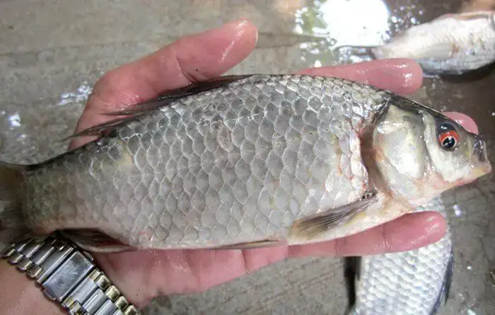 Hướng Dẫn Kỹ Thuật Nuôi Cá Diếc Thương Phẩm Hiệu Quả Từ A-z