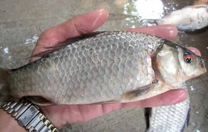 Kỹ Thuật Nuôi Cá Diếc Thương Phẩm Hiệu Quả Toàn Diện Từ A-z