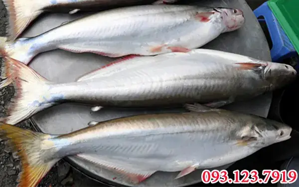 Hướng Dẫn Kỹ Thuật Nuôi Cá Dứa Thương Phẩm Hiệu Quả & Bí Quyết Thành Công