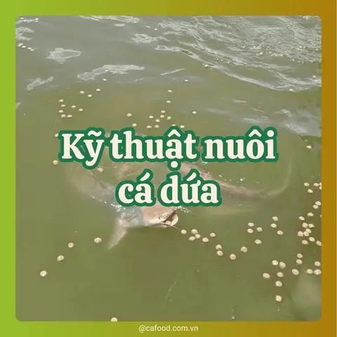 Hướng Dẫn Kỹ Thuật Nuôi Cá Dứa Thương Phẩm Hiệu Quả & Bí Quyết Thành Công