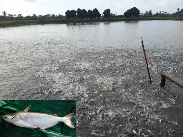 Hướng Dẫn Kỹ Thuật Nuôi Cá Dứa Thương Phẩm Hiệu Quả & Bí Quyết Thành Công