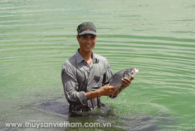 Hướng Dẫn Kỹ Thuật Nuôi Cá Hô Thương Phẩm Hiệu Quả Và Kinh Tế