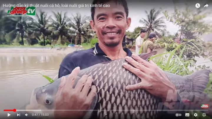 Hướng Dẫn Kỹ Thuật Nuôi Cá Hô Thương Phẩm Hiệu Quả Và Kinh Tế