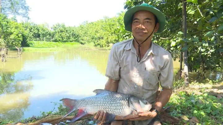 Hướng Dẫn Kỹ Thuật Nuôi Cá Hô Thương Phẩm Hiệu Quả Và Kinh Tế