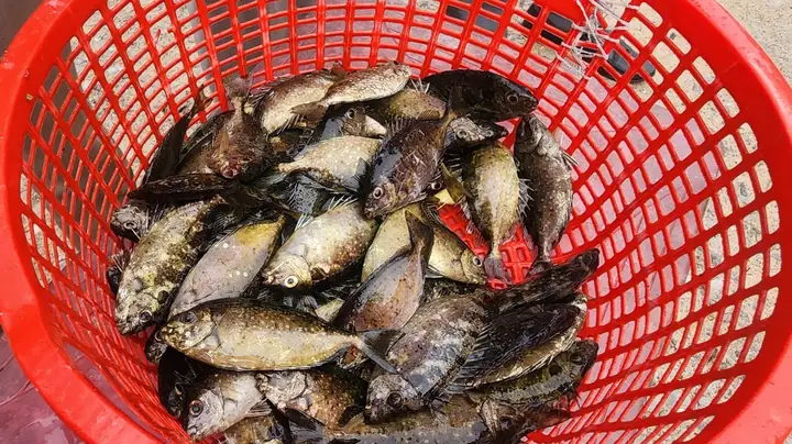 Kỹ Thuật Nuôi Cá Kình Trong Ao: Hướng Dẫn Chi Tiết Từ A-z