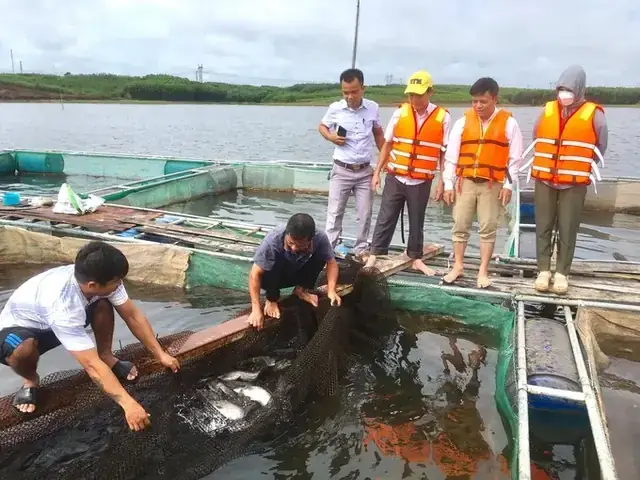 Kỹ Thuật Nuôi Cá Leo Thương Phẩm: Hướng Dẫn Chi Tiết Từ Ao Đất Đến Lồng Bè