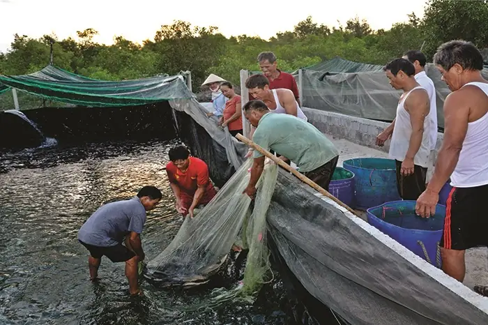Hướng Dẫn Kỹ Thuật Nuôi Cá Lóc Trong Bể Lót Bạt: Từ A-z Cho Người Mới Bắt Đầu