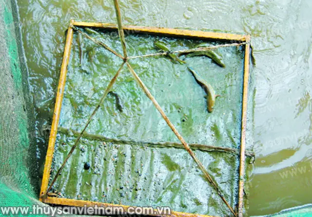 Kỹ Thuật Nuôi Cá Lóc Trong Vèo: Quy Trình Chi Tiết & Bí Quyết Từ Chuyên Gia