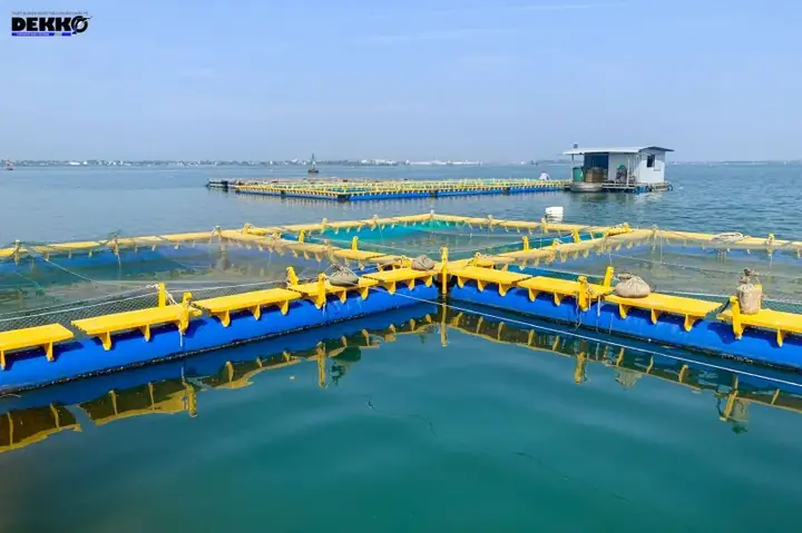 Kỹ Thuật Nuôi Cá Mú Biển: Hướng Dẫn Chi Tiết Từ Ao Đến Lồng Bè