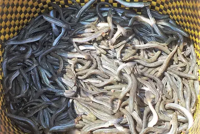 Hướng Dẫn Kỹ Thuật Nuôi Cá Nước Lợ Toàn Diện Cho Người Mới Bắt Đầu