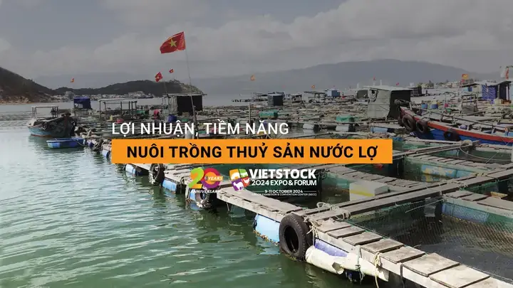 Hướng Dẫn Kỹ Thuật Nuôi Cá Nước Lợ Toàn Diện Cho Người Mới Bắt Đầu