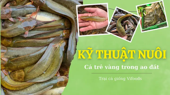 Kỹ Thuật Nuôi Cá Rô Đầu Nhím Hiệu Quả: Từ A-z Cho Người Mới Bắt Đầu