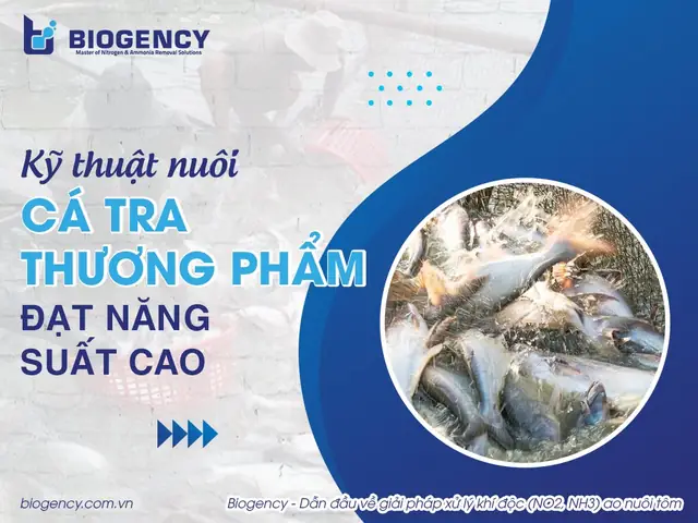 Kỹ Thuật Nuôi Cá Tra Thương Phẩm Hiệu Quả: Từ Chuẩn Bị Ao Đến Thu Hoạch Kỹ Thuật Nuôi Cá Tra Thương Phẩm Hiệu Quả: Từ Chuẩn Bị Ao Đến Thu Hoạch